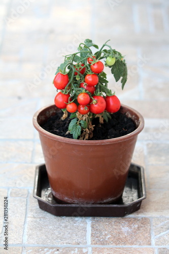Red cherry tomatoes growing on single tomato plant planted in dark brown flower pot ready for picking and eating from homemade local urban garden on warm sunny spring day