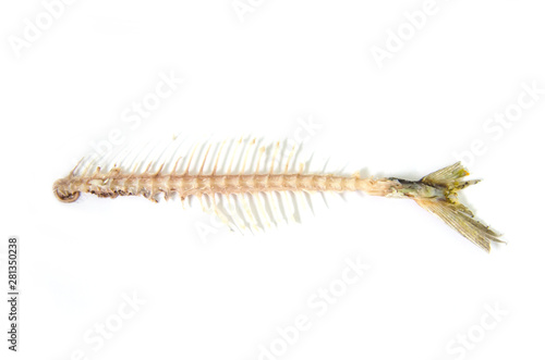 Obraz na plátně fishbone