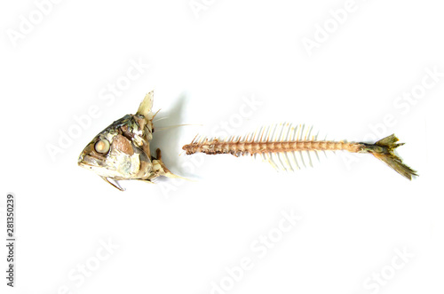 fishbone