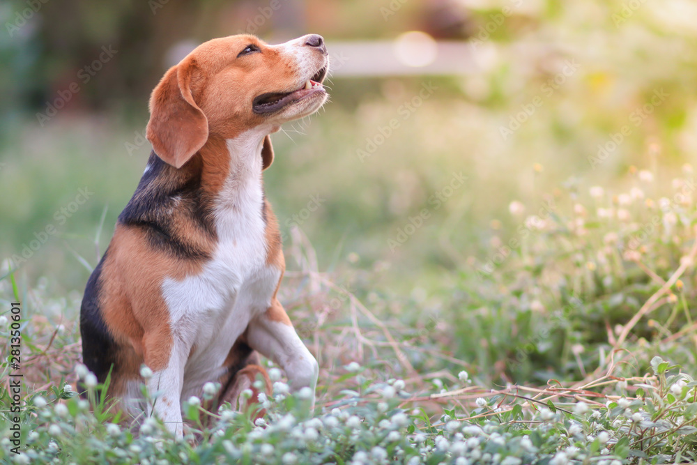 An adorable beagle dog sitting outdoor relaxing in the grass field under the evening sun light.