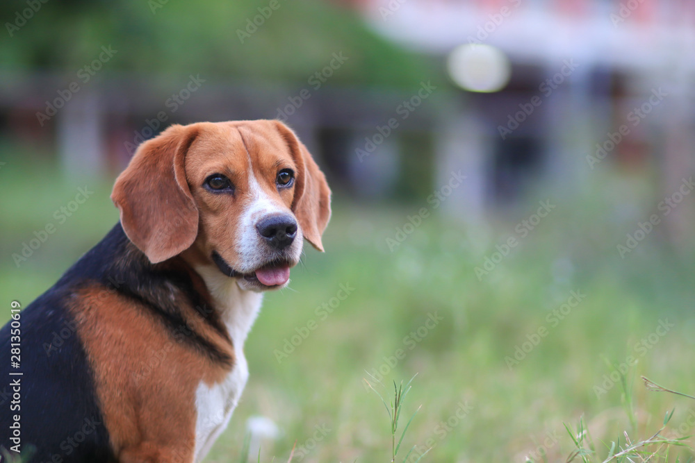 Portrait of an adorable beagle dog sitting outdoor in the grass field. Portrait of an adorable beagle dog sitting outdoor in the grass field.