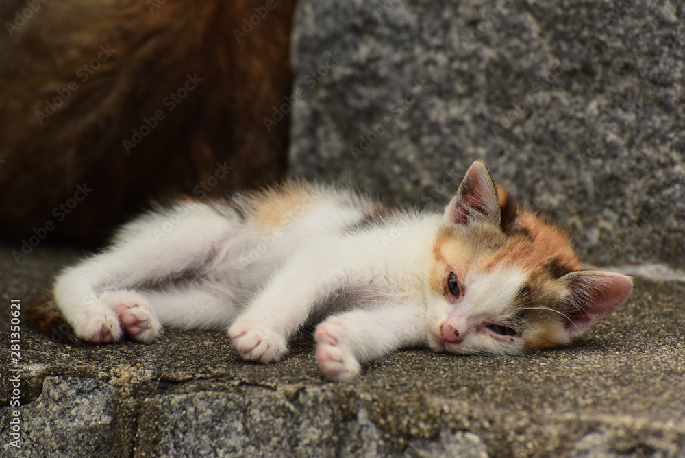 Fototapeta premium 家族