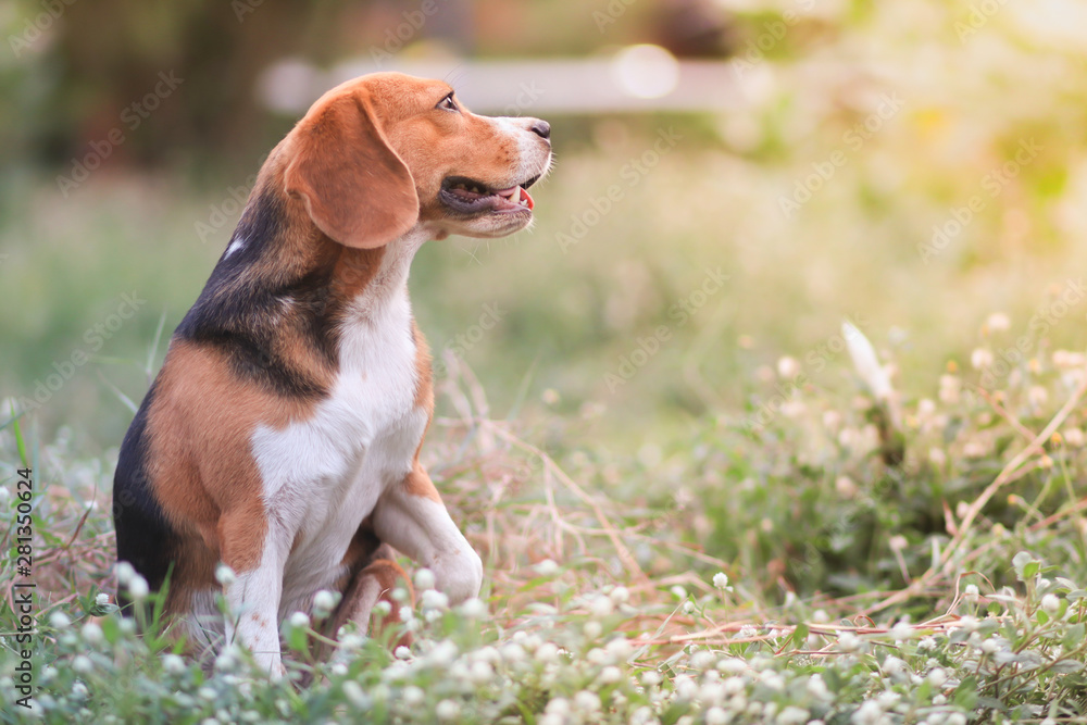 An adorable beagle dog sitting outdoor relaxing in the grass field under the evening sun light.