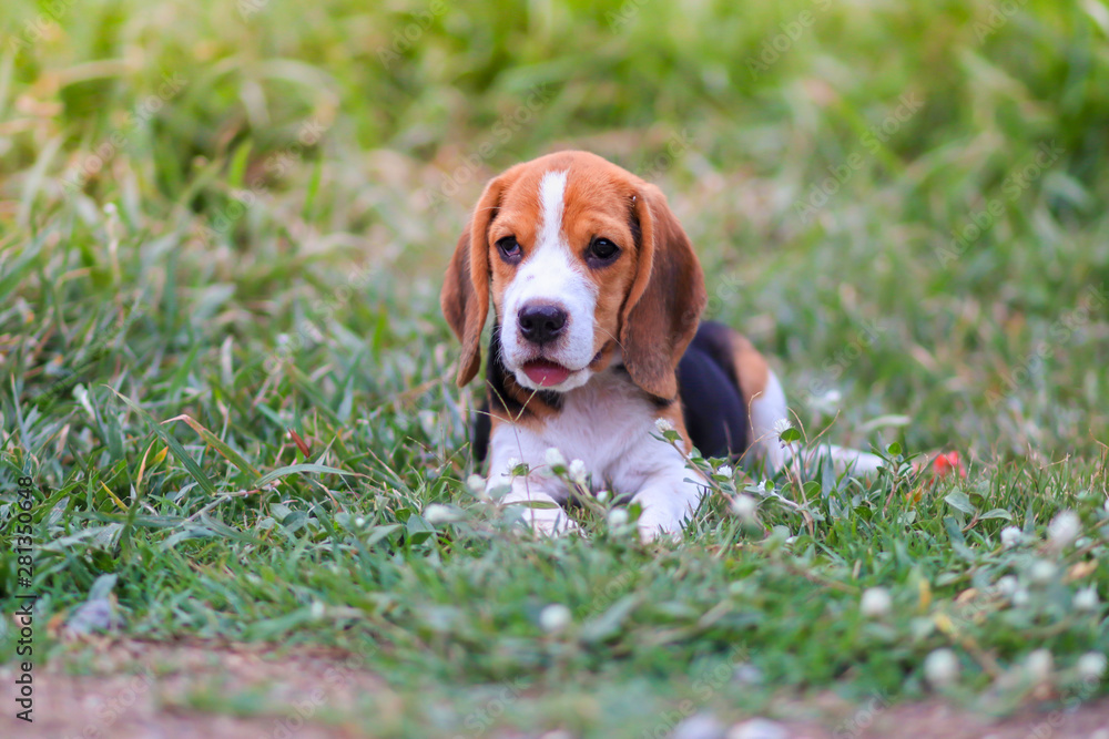 An adorable beagle puppy sitting outdoor on the green grass field. An adorable beagle puppy sitting outdoor on the green grass field.