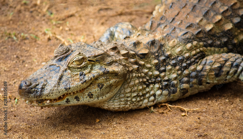Spectacled caiman or common white caiman (Caiman crocodilus) close-up on a  sandy area. Emphasizing the animal head, the yellow eye and partly open  mouth with pronounced teeth. Wide format. Stock Photo |