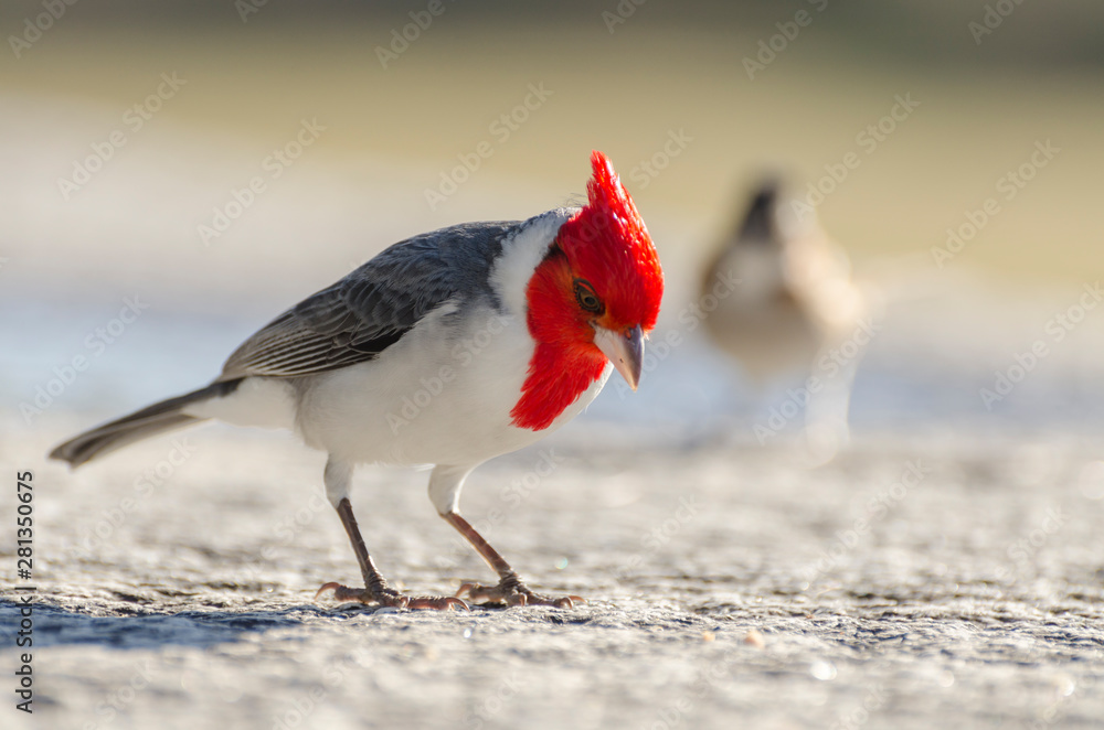 Naklejka premium Cardinal red head