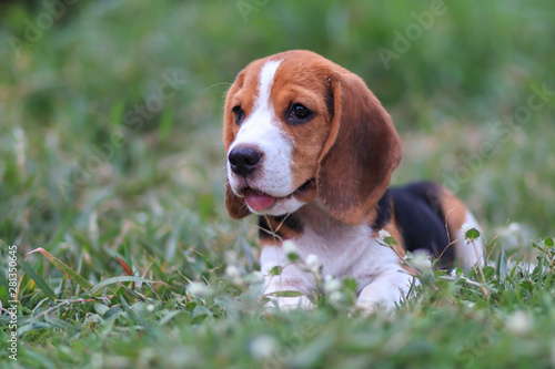 Portrait of a cute beagle puppy sitting on the park.