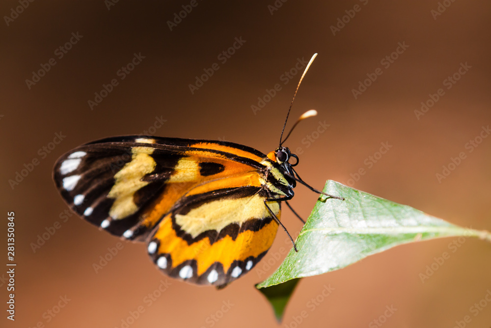 Obraz premium Tiger butterfly (Placidina euryanassa) closeup sitting on a green leaf with brown out of focus bokeh background. Butterfly macro photography.