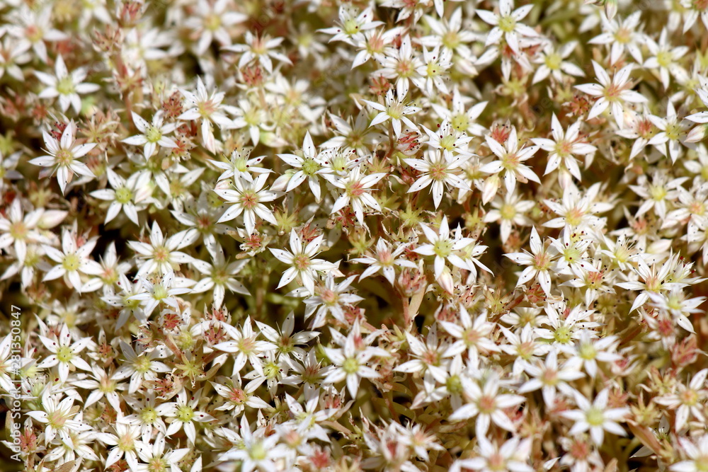 Sedum or Stonecrop hardy succulent ground cover perennial plants background texture with open blooming white flowers and thick succulent leaves growing in local urban garden on warm sunny spring day Sedum or Stonecrop hardy succulent ground cover perennial plants background texture with open blooming white flowers and thick succulent leaves growing in local urban garden on warm sunny spring day