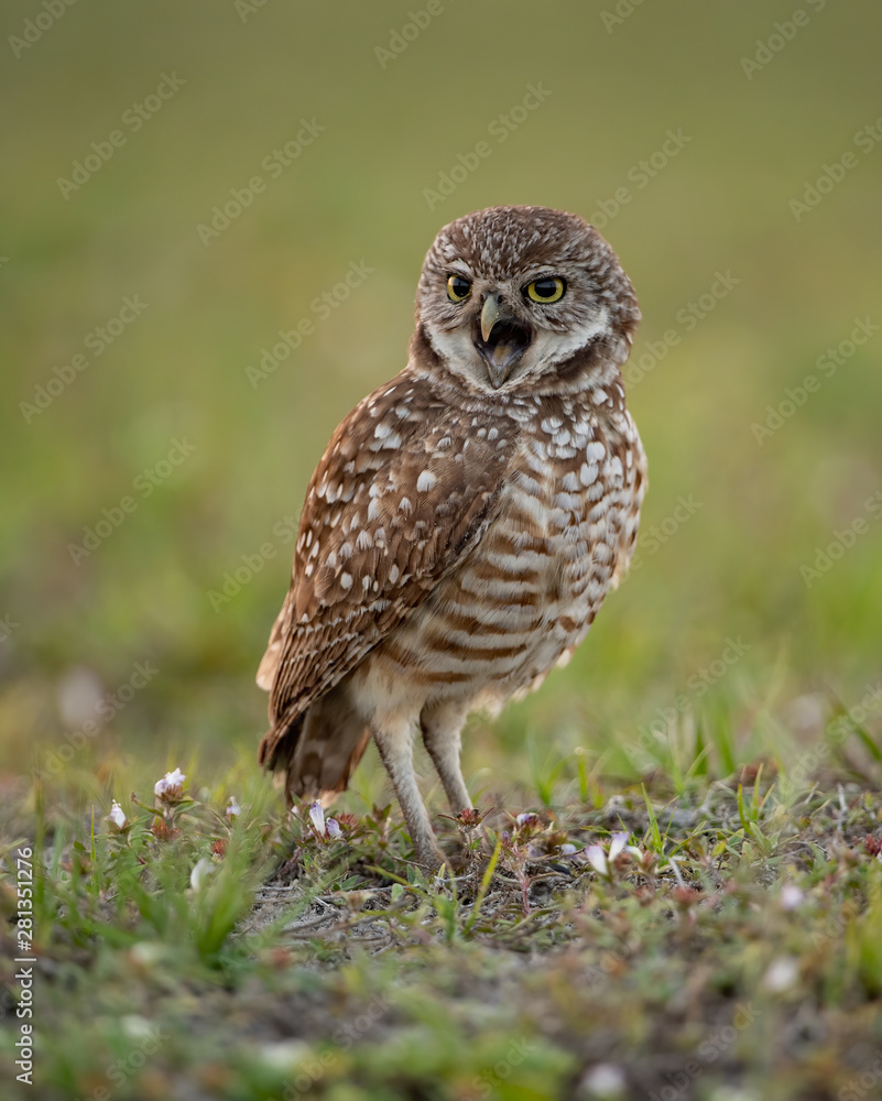 Fototapeta premium Burrowing Owl in Cape Coral Florida 