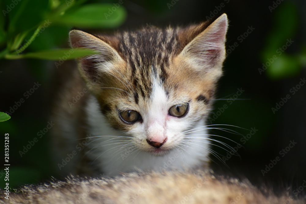 Fototapeta premium 家族