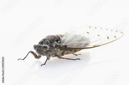 Large brown cicada,cicada isolated on white background © kowit1982