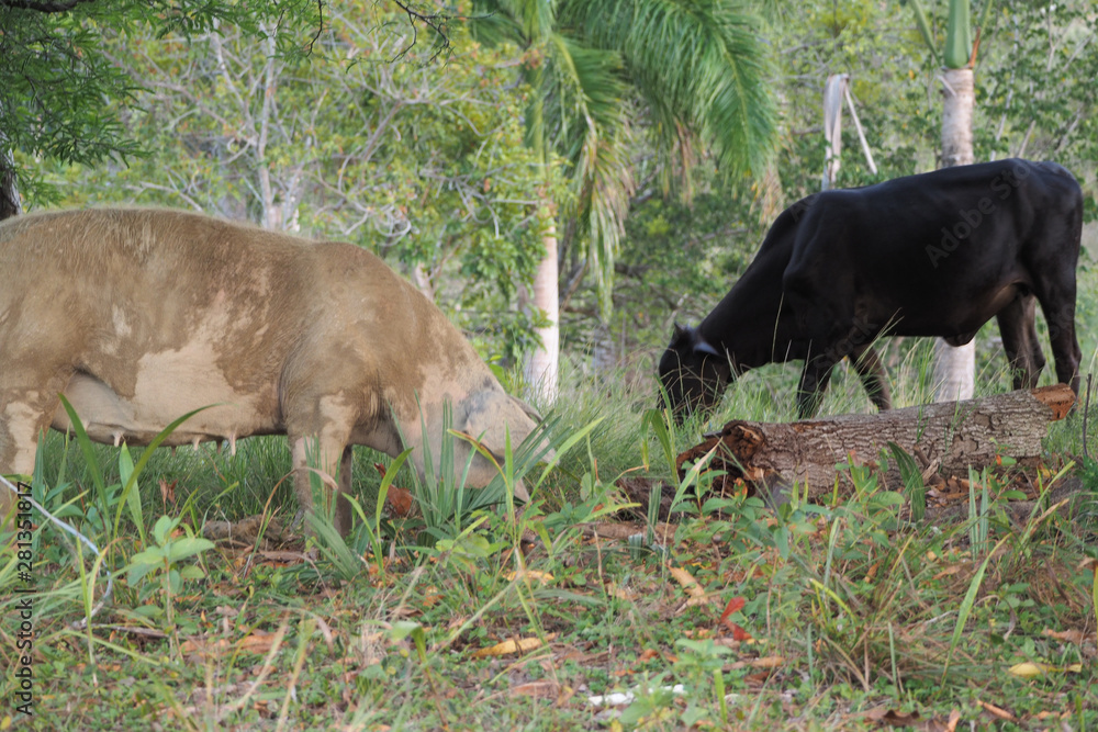 Pig and cow graze together under a mango tree. Pig and cow graze together under a mango tree.