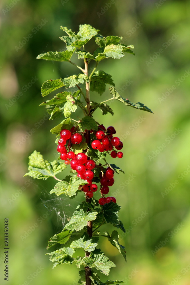 Single Redcurrant or Ribes rubrum or Red currant deciduous shrub plant with cluster of bright red translucent edible berries surrounded with green leaves and cobweb planted in local urban garden on wa Single Redcurrant or Ribes rubrum or Red currant deciduous shrub plant with cluster of bright red translucent edible berries surrounded with green leaves and cobweb planted in local urban garden on wa