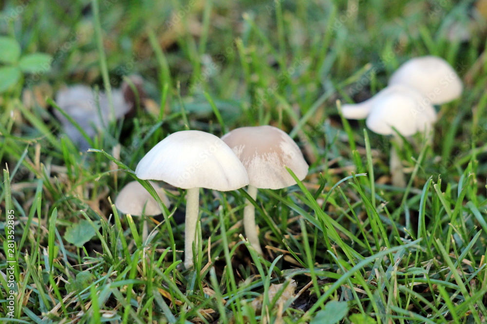 Small light grey mushrooms growing in family house backyard after heavy rain surrounded with tall uncut grass on warm sunny spring day Small light grey mushrooms growing in family house backyard after heavy rain surrounded with tall uncut grass on warm sunny spring day