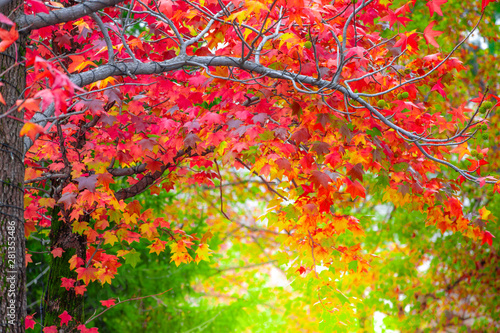 Red maple leaves in autumn season with blurred background, taken from Kitakyushu, Fukuoka Prefecture, Japan.