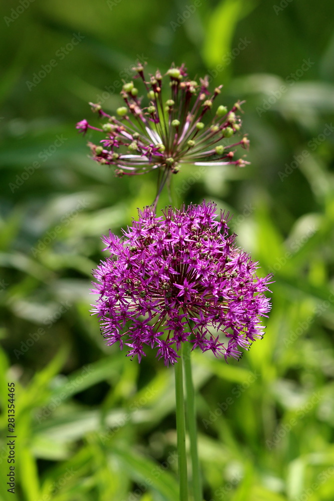 Two Allium or Ornamental onion round flower heads composed of dozens of fully open blooming and partially closed star shaped light purple flowers growing in local garden on warm sunny spring day Two Allium or Ornamental onion round flower heads composed of dozens of fully open blooming and partially closed star shaped light purple flowers growing in local garden on warm sunny spring day