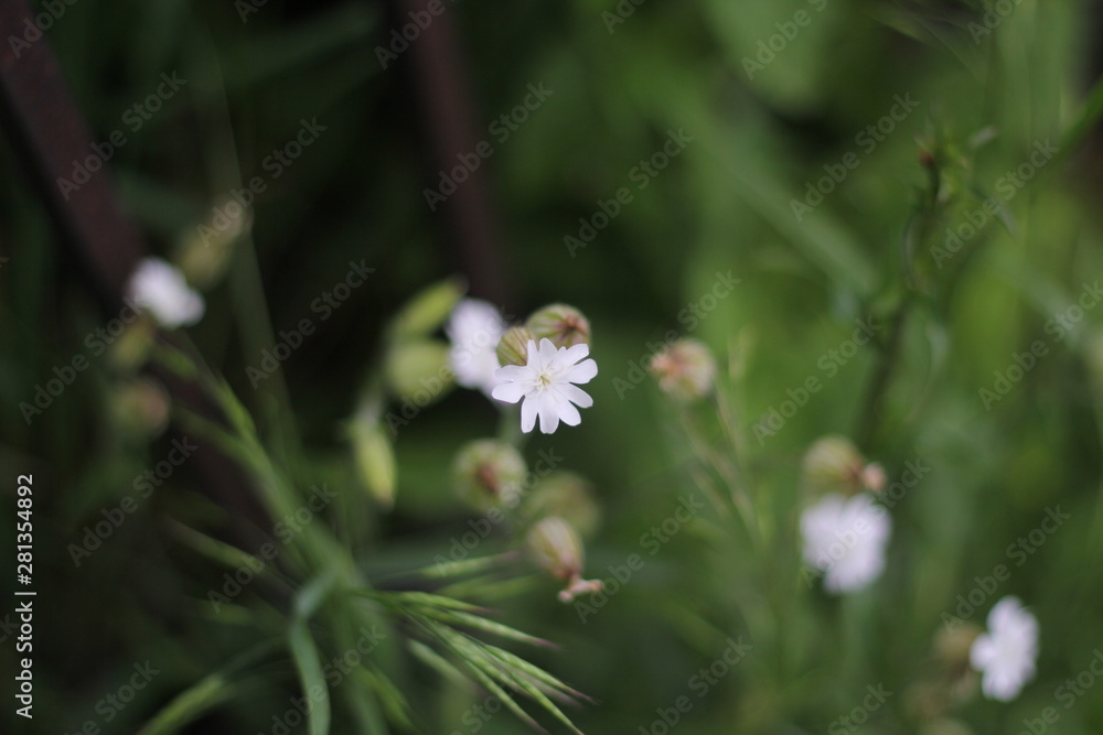 flower flower
