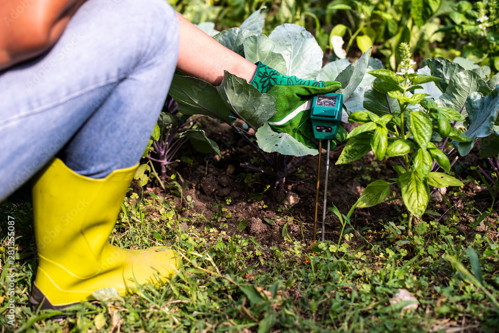Naklejka premium Moisture meter tester in soil. Measure soil for humidity, nitrogen and HP with digital device.