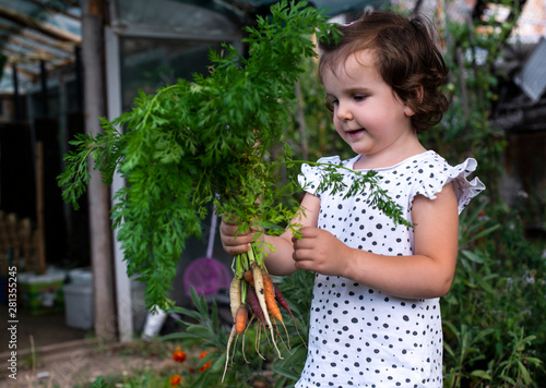 Carrots from small organic farm. Kid farmer hold multi colored carrots in a garden.