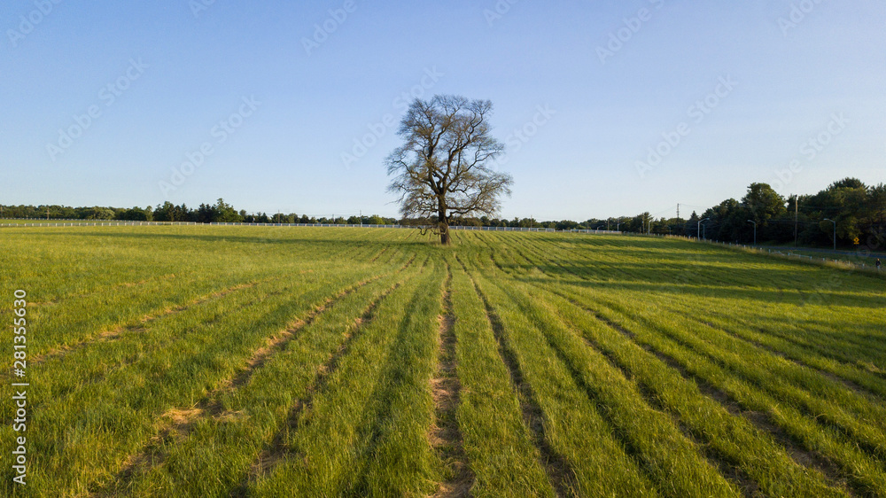 field in spring