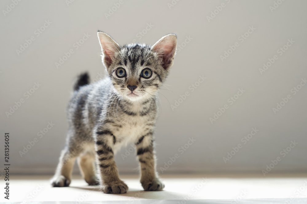 cute cat standing in room and mornig light - obrazy, fototapety, plakaty 