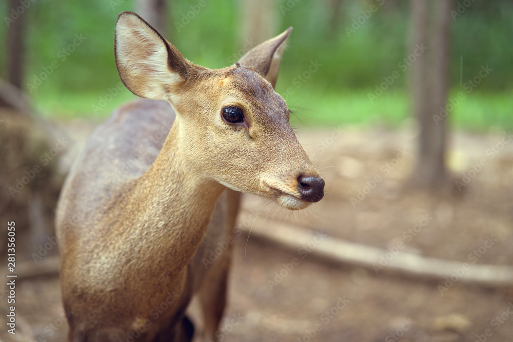 Fototapeta premium young deer standing portrait in forest