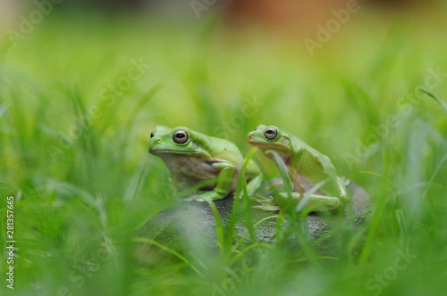 Frog in Leaves © andri_priyadi