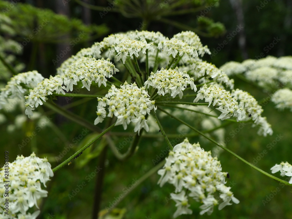 white small forest flowers white small forest flowers