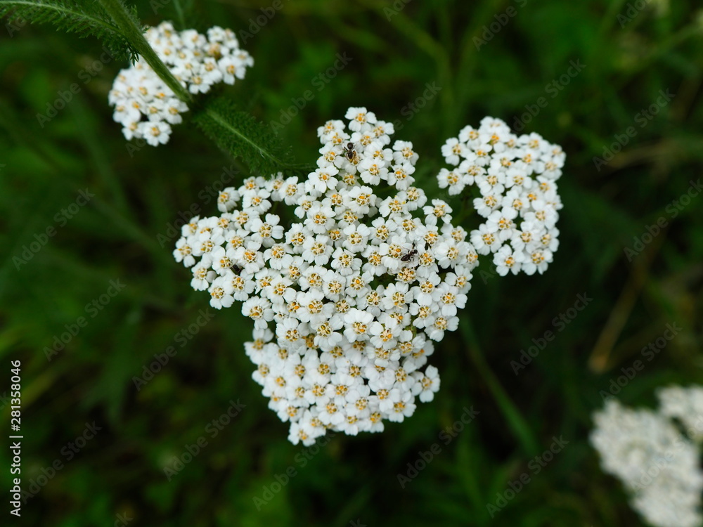 white small forest flowers white small forest flowers