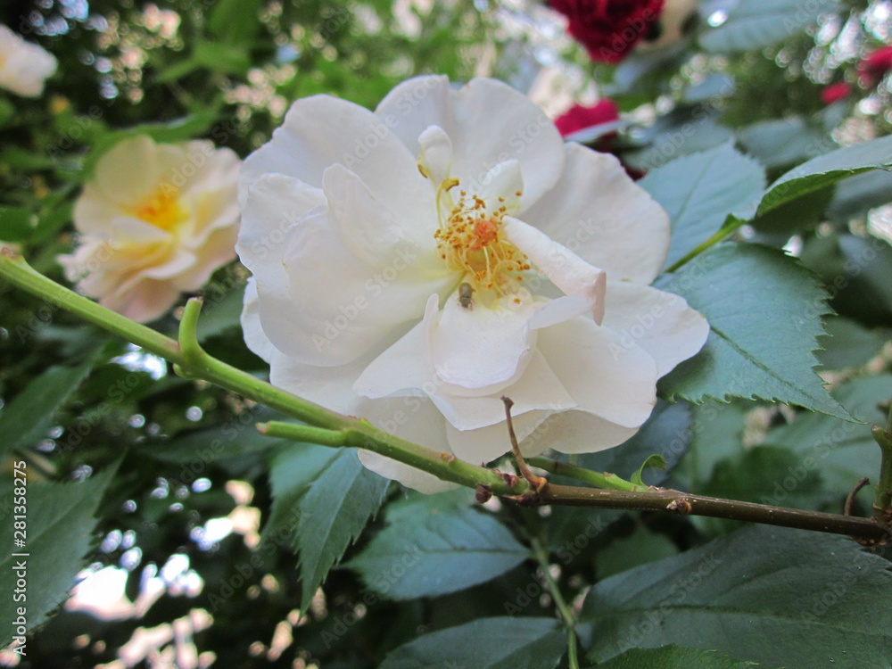 Fototapeta premium yellow rose