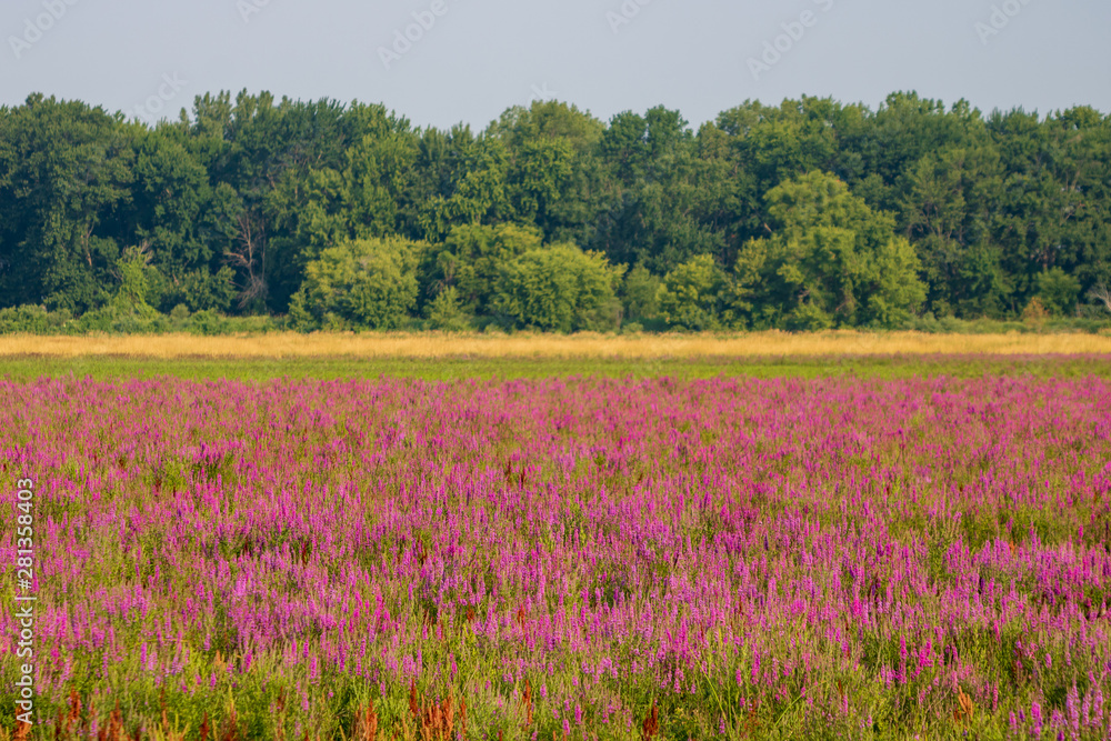 Forest and field of wildflowers