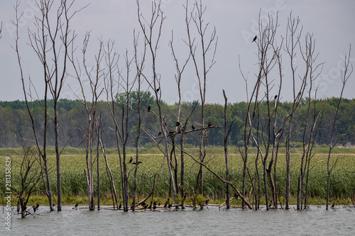 Double-crested cormorants in trees