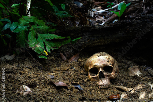 Human skull and bones with old timbers digged from the pit in the dark forest or gravyard,concept of scary crime scene of horror or thriller movies,Halloween theme, visual art ,still life style 