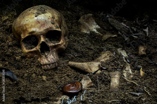 Human skull and bones with old timbers digged from the pit in the dark forest or gravyard,concept of scary crime scene of horror or thriller movies,Halloween theme, visual art ,still life style 