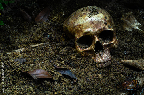 Human skull and bones with old timbers digged from the pit in the dark forest or gravyard,concept of scary crime scene of horror or thriller movies,Halloween theme, visual art ,still life style  photo