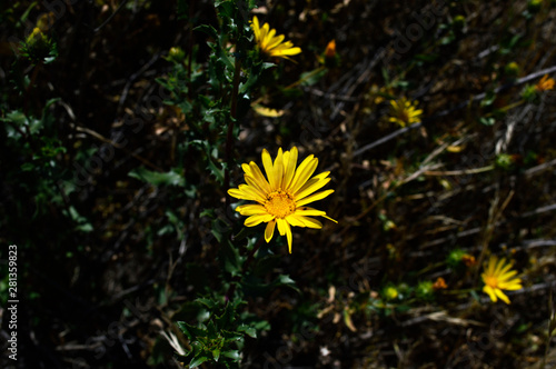 Una flor amarilla 