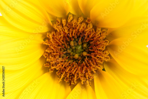 Yellow flower macro close up photo detail. Sunflower close-up details of the sunflower disk and the flower ray. Concept for summer, sun, sunshine and hot days.
