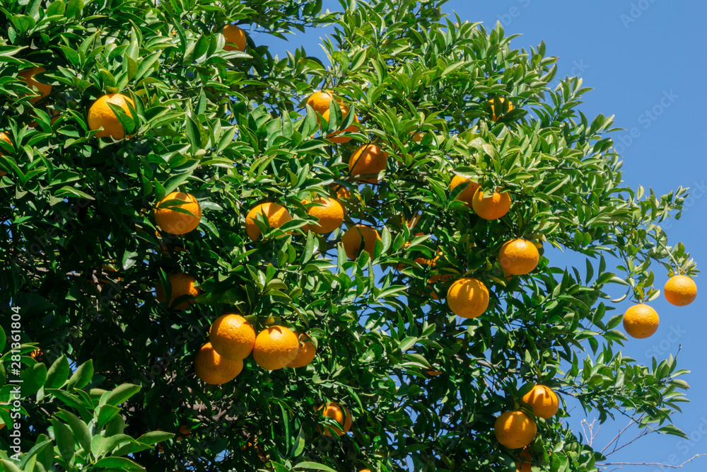 Fresh orange tree with blue sky and sun in the orange garden ready for harvest and sell in the market. Fresh orange tree with blue sky and sun in the orange garden ready for harvest and sell in the market.