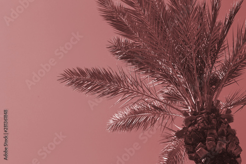 Beautiful Palm Tree against the Sky. Toned with main trendy Living Coral color. Copy Space for text