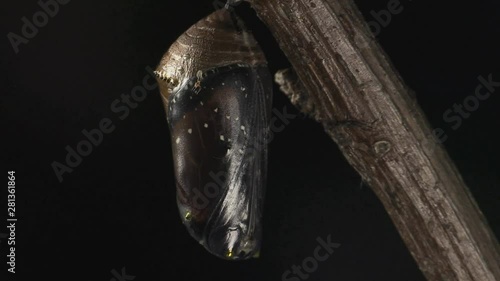 Queen butterfly metamorphosis 1335 14