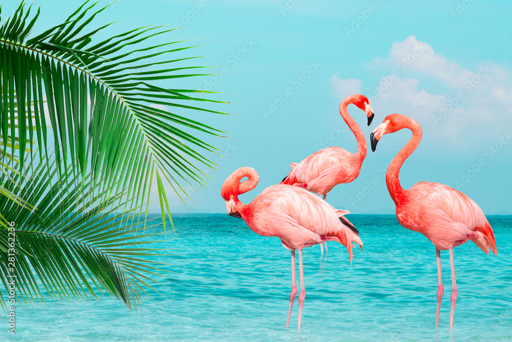 Fototapeta Rocznik i retro kolaż fotografia flamingi stoi w jasnym błękitnym morzu z pogodnym nieba lata sezonem z chmurą i zielonym kokosowym drzewem opuszczamy na przedpolu.