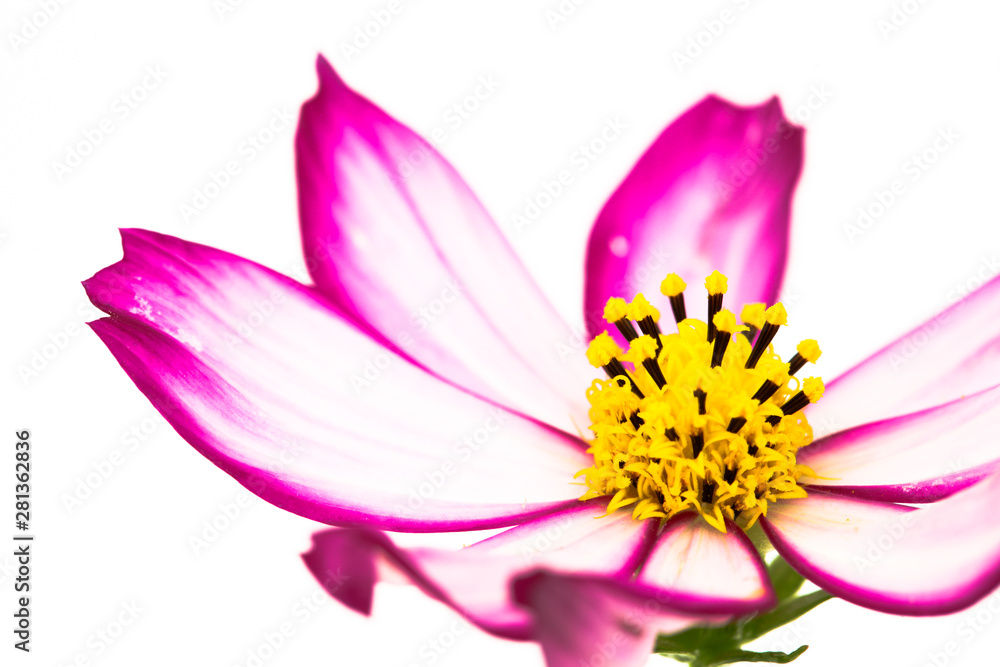 Purple and pink wild flower Wild Cosmos Flower (Cosmos bipinnatus) blooming during Spring and Summer closeup macro details photo isolated in white background. Background for Mother day, Valentines. Purple and pink wild flower Wild Cosmos Flower (Cosmos bipinnatus) blooming during Spring and Summer closeup macro details photo isolated in white background. Background for Mother day, Valentines.
