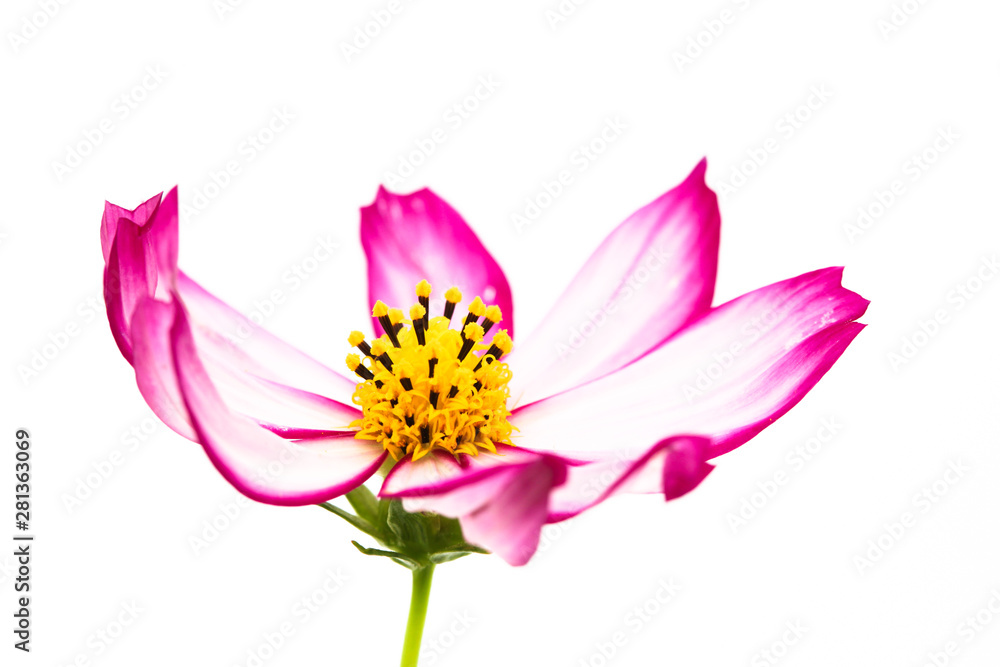 Naklejka premium Purple and pink wild flower Wild Cosmos Flower (Cosmos bipinnatus) blooming during Spring and Summer closeup macro details photo isolated in white background. Background for Mother day, Valentines.