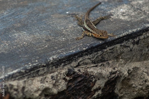 Lizard on a wall in the Galapagos Islands