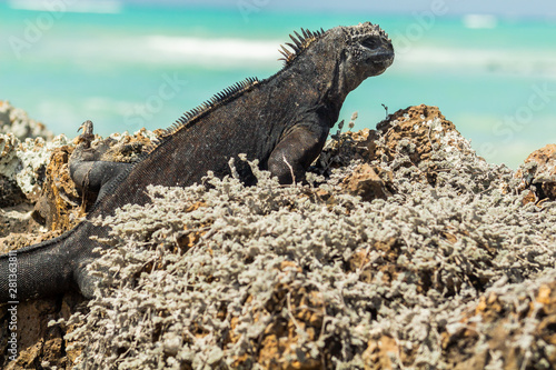 Iguana sunbathing on the rocks in front of the turquoise sea in the Galapagos Islands photo