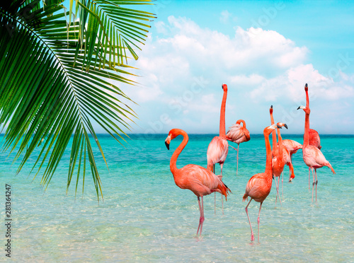 Vintage and retro collage photo of flamingos standing in clear blue sea with sunny sky summer season with cloud and green coconut tree leaves in foreground.