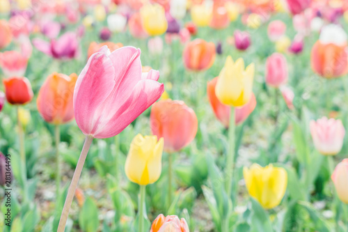 Close up of  blooming vintage pastel pink tulips flowers fields stand against the wind and sun light shining through the petal for background.