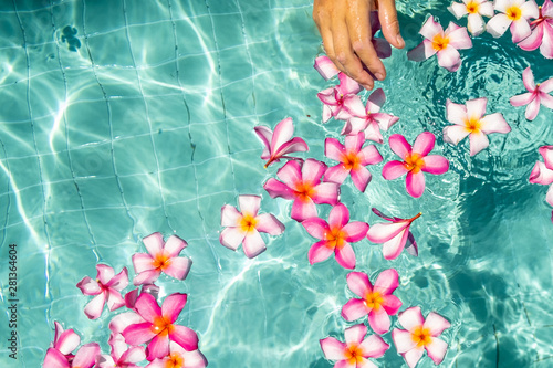 Wallpaper Mural frangipani flower floating in clear blue water, with copy space. Torontodigital.ca