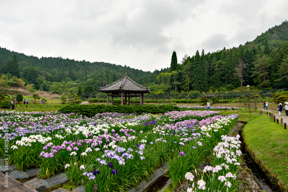 Full bloom of iris at the park in Japan